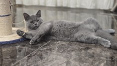 Baietel british blue shorthair