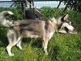MONTĂ HUSKY