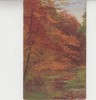 D11 A 58 - Felicitare de colectie - tematica natura - anii 1930, Necirculata, Fotografie