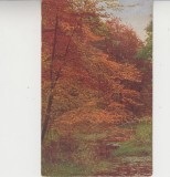 D11 A 58 - Felicitare de colectie - tematica natura - anii 1930