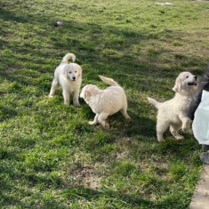 Pui Golden Retriever