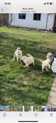 Pui Golden Retriever foto