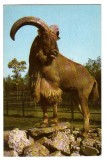 GRADINA ZOOLOGICA BUCURESTI BERBEC CU COAMA 1969