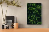 Tablou Canvas, "Crengile verzi ale unui brad", Verde, Frunze, Ramuri, Natura, Textura, 26 x 39 cm, CMCLASS