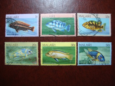 MALAWI PESTI foto