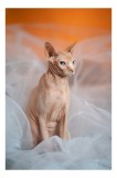 Tablou Canvas, "Prințul regal fără blană &icirc;n voaluri", Pisică, Fără Blană, Ochi Albaştri, Urechi Ascuţite, Fundal Portocaliu, Textură Delicată, Poziţie