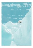 Tablou Canvas, "Urs polar &icirc;ntre ghețurile albe", Gheață, Urs, Albastru, Rece, Arctic, Zăpadă, &Icirc;nălțime, Frig, Lumină, Contrast, 26 x 39 cm, CMCLASS