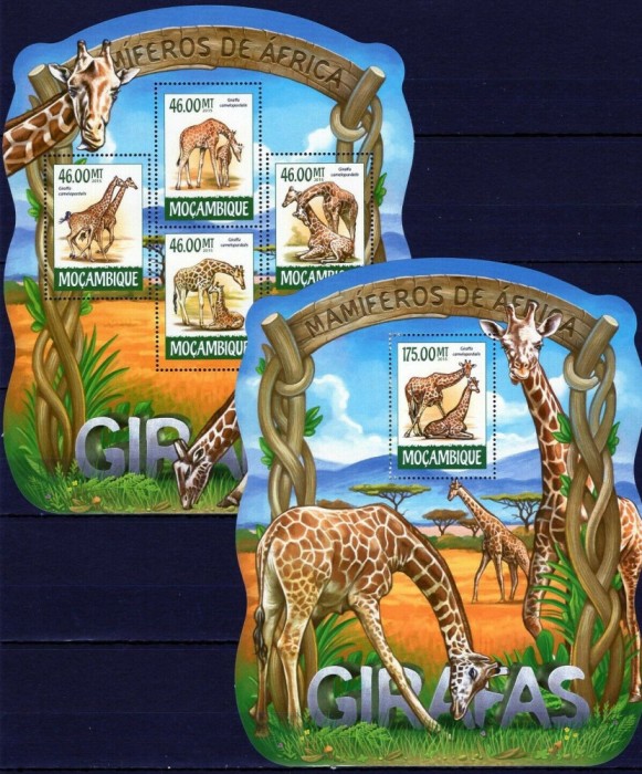 MOZAMBIC 2015 FAUNA GIRAFE
