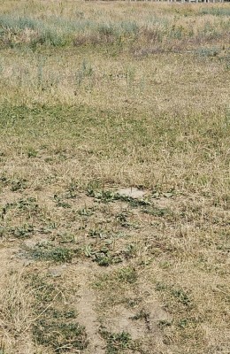 Teren intravilan in Gilau foto