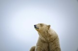 Tablou Canvas, "Urs polar sub cerul arctic", Urs, Alb, Arctic, Cald, Liniștit, Natural, Frig, Blană, Cer, Aspru, 39 x 26 cm, CMCLASS