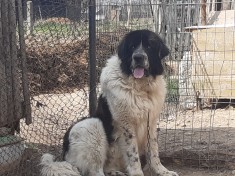 Caine ciobanesc de Bucovina alb negru foto