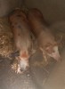 Porci de vanzare crescuti la curte!