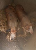 Porci de vanzare crescuti la curte!