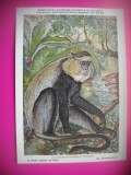 HOPCT 6227 CERCOPITEC ARGINTIU-CERCOPITHECUS LEUCAMPYX -MAIMUTE-FAUNA AFRICA-CP CHROMO LITHO -MUZEUL REGAL STIINTE NATURALE BELGIA-NECIRCULATA, Printata