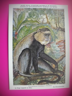 HOPCT 6227 CERCOPITEC ARGINTIU-CERCOPITHECUS LEUCAMPYX -MAIMUTE-FAUNA AFRICA-CP CHROMO LITHO -MUZEUL REGAL STIINTE NATURALE BELGIA-NECIRCULATA foto
