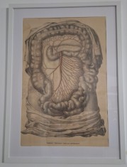 Litografie originală anatomică Tiedemann &ndash; &bdquo;Tabulae Arteriarum&rdquo; | Artă medicală științifică 1822, ilustrație vintage decorativă