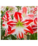 Cumpara ieftin Amaryllis, Hippeastrum Spartacus&reg;, Rosu/Alb, 24/26,1 bulb, Oem