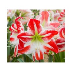 Amaryllis, Hippeastrum Spartacus&reg;, Rosu/Alb, 24/26,1 bulb