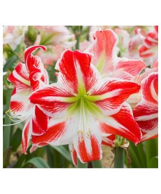 Amaryllis, Hippeastrum Spartacus&amp;reg;, Rosu/Alb, 24/26,1 bulb foto
