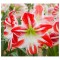 Amaryllis, Hippeastrum Spartacus&reg;, Rosu/Alb, 24/26,1 bulb
