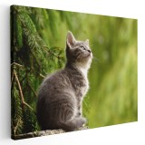 Tablou pisica gri cu alb in natura Tablou canvas pe panza CU RAMA 60x80 cm