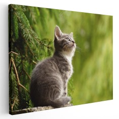 Tablou pisica gri cu alb in natura Tablou canvas pe panza CU RAMA 80x120 cm