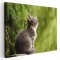 Tablou pisica gri cu alb in natura Tablou canvas pe panza CU RAMA 30x40 cm