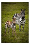 Tablou Canvas, "Zebre &icirc;n savana verde africană", Zebră, Pui, Iarbă, Dungă, Natură, Mamifer, Safari, Libertate, Prerie, Faună, 26 x 39 cm, CMCLASS