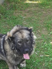 Femela Ciobanesc Caucazian foto