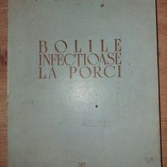 Bolile infectioase la porci- P. N. Andreev