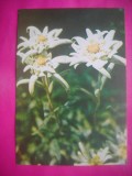HOPCT 11535 FLOARE DE COLT / EDELWEISS -CP FELICITARE FLORI- ROMANIA-NECIRCULATA
