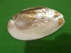 Superba COCHILIE de SCOICA oceanica cu PERLE naturale , partial formate , sidef