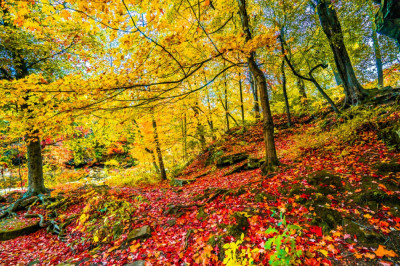 Fototapet de perete autoadeziv si lavabil Covor rosu de frunze, 200 x 150 cm foto