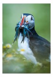 Tablou Canvas, "Puffin cu prada &icirc;n ciocul colorat", Puffin, Pește, Natură, Viu, Viu, Colorat, Dinamic, Ținută, Pradă, Verde, Claritate, Ochi., 26 x 39