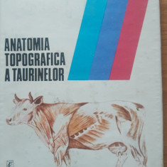 Anatomia topografica a taurinelor - Eugeniu Pastea