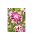 Radacini Aquilegia Nora Barlow, Caldarușe, I