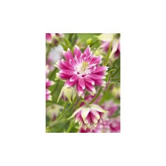 Radacini Aquilegia Nora Barlow, Caldarușe, I