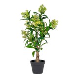 Skimmia fa műn&ouml;v&eacute;ny, z&ouml;ld 75 cm