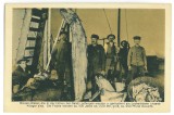 4363 - GALATI, Sturgeon and catfish fishermen on the Danube - old PC - unused