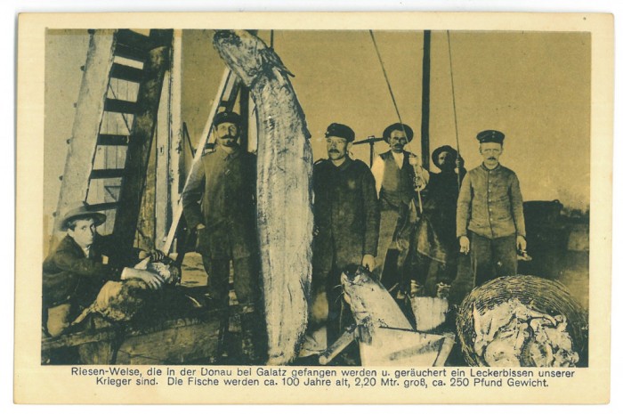 4363 - GALATI, Sturgeon and catfish fishermen on the Danube - old PC - unused