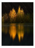 Tablou Canvas, "Lumina toamnei dans&acirc;nd pe apă", Aur, Reflexie, Arbori, Apă, Umbre, Seară, Natură, Lumină., 26 x 39 cm, CMCLASS