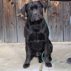 Cane Corso, cu PEDIGREE, pui femela.