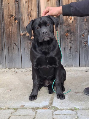 Cane Corso, cu PEDIGREE, pui femela. foto