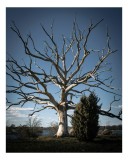 Tablou Canvas, "Arborele singuratic &icirc;n amurg de toamnă", Arbore, Cer, Ramuri, Natură, Contrast, Peisaj, Singurătate, Dramatic, Frunziș, Cer Albastru,