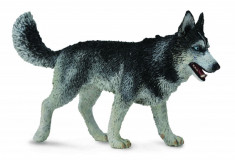 Caine Husky Siberian L - Animal figurina foto