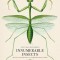 Innumerable Insects: The Story of the Most Diverse and Myriad Animals on Earth