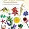 Medicinal Plants and Herbs of Eastern and Central North America