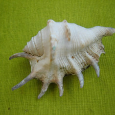 Scoica oceanica 4