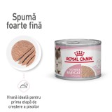 Royal Canin Mother &amp; BabyCat hrana umeda pisica, mama si puiul (textura