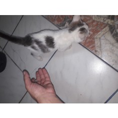 Cauti adoptie pisici? Vezi oferta pe Okazii.ro